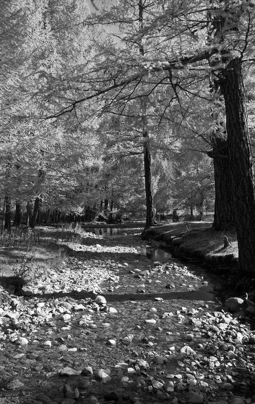 . landscapes in monochrome. Лиственницы.jpg